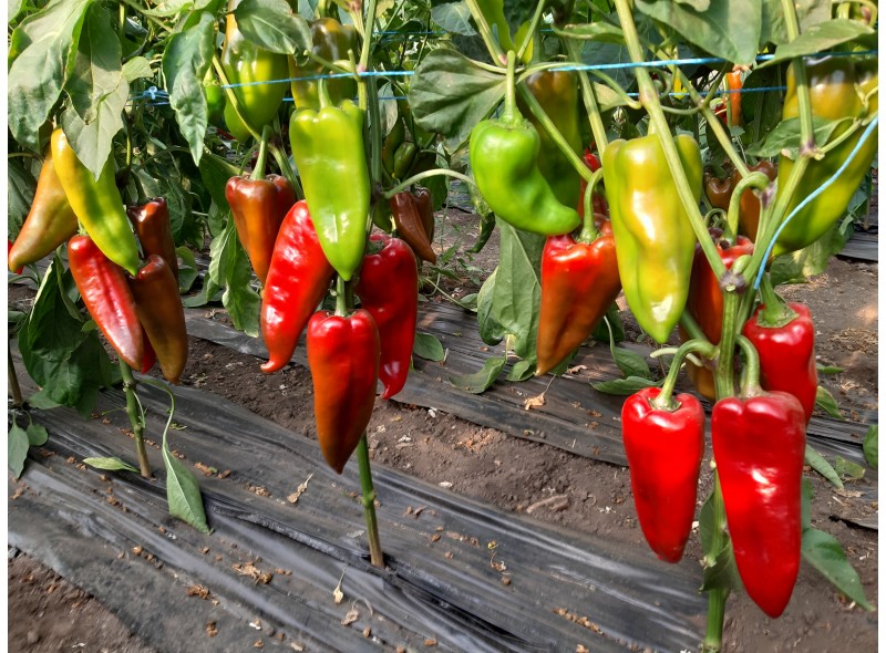 Мако F1 - семена сладкого перца, 1000 сем., Libra Seeds Мако F1 - семена сладкого перца, 1000 сем., Libra Seeds